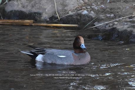 Tres aves acuáticas en el Parc Fluvial Besòs (Santa Coloma de Gramenet)