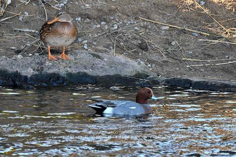 Tres aves acuáticas en el Parc Fluvial Besòs (Santa Coloma de Gramenet)