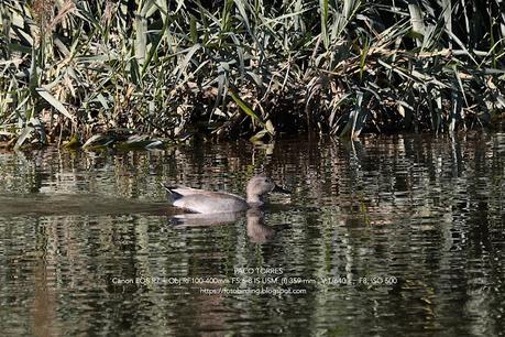 Tres aves acuáticas en el Parc Fluvial Besòs (Santa Coloma de Gramenet)
