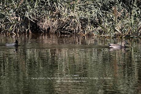 Tres aves acuáticas en el Parc Fluvial Besòs (Santa Coloma de Gramenet)