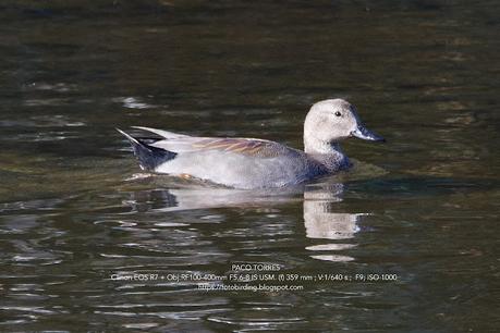 Tres aves acuáticas en el Parc Fluvial Besòs (Santa Coloma de Gramenet)