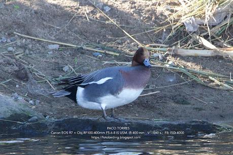 Tres aves acuáticas en el Parc Fluvial Besòs (Santa Coloma de Gramenet)
