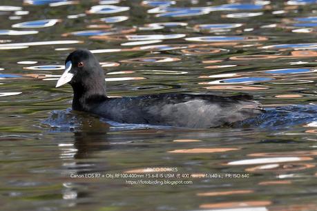 Tres aves acuáticas en el Parc Fluvial Besòs (Santa Coloma de Gramenet)