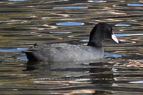 Tres aves acuáticas en el Parc Fluvial Besòs (Santa Coloma de Gramenet)