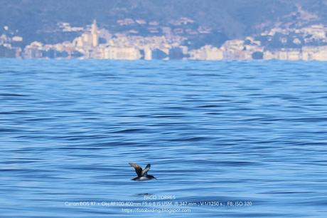 Comparativa de Tamaños: Pardela Balear y Otras Aves Marinas