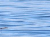 Comparativa Tamaños: Pardela Balear Otras Aves Marinas