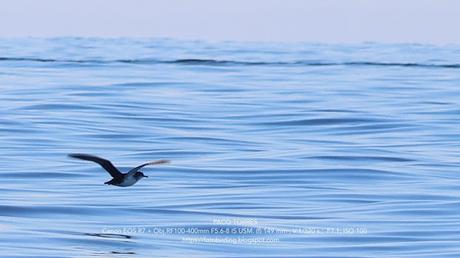 Comparativa de Tamaños: Pardela Balear y Otras Aves Marinas