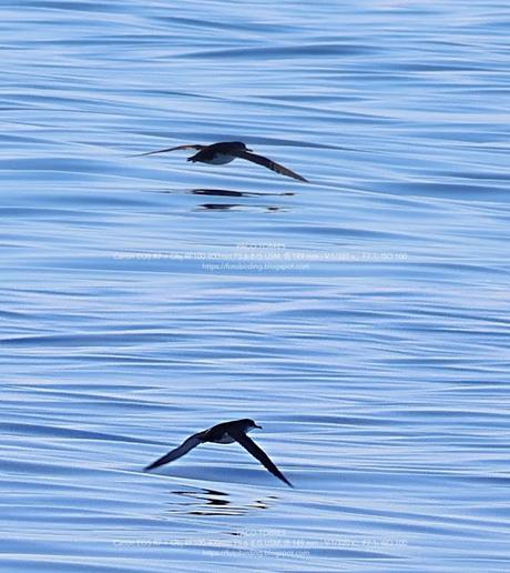 Comparativa de Tamaños: Pardela Balear y Otras Aves Marinas