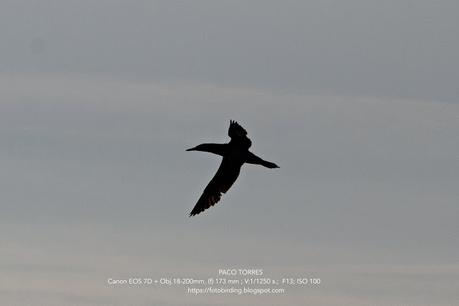 El alcatraz atlántico: Un espectáculo en la costa