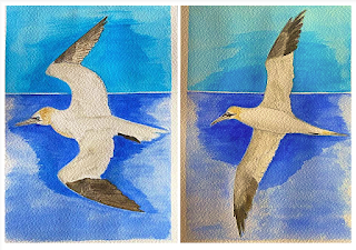 El alcatraz atlántico: Un espectáculo en la costa