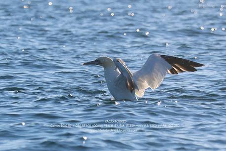 El alcatraz atlántico: Un espectáculo en la costa