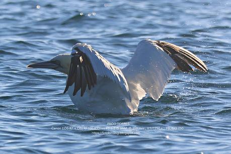 El alcatraz atlántico: Un espectáculo en la costa