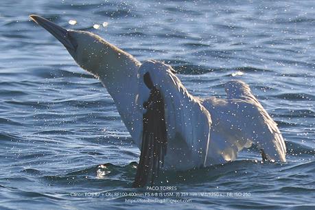 El alcatraz atlántico: Un espectáculo en la costa