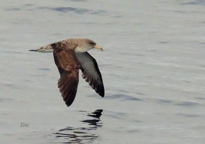 SALIDA PELÁGICA DESDE SANTURTZI (PARTE 2)