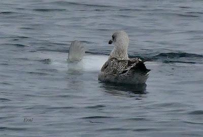 SALIDA PELÁGICA DESDE SANTURTZI (PARTE 2)