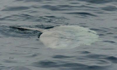 SALIDA PELÁGICA DESDE SANTURTZI (PARTE 2)