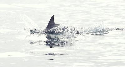 SALIDA PELÁGICA DESDE SANTURTZI (PARTE 2)