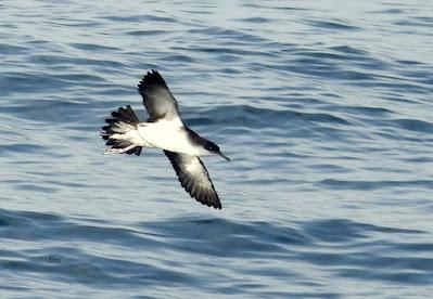 SALIDA PELÁGICA DESDE SANTURTZI (PARTE 2)