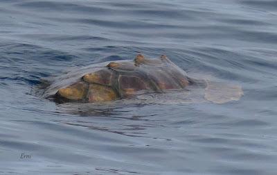 SALIDA PELÁGICA DESDE SANTURTZI (PARTE 2)