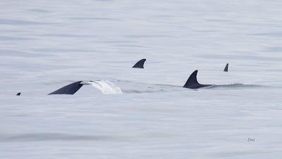 SALIDA PELÁGICA DESDE SANTURTZI (PARTE 2)