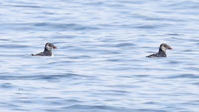 SALIDA PELÁGICA DESDE SANTURTZI (PARTE 2)