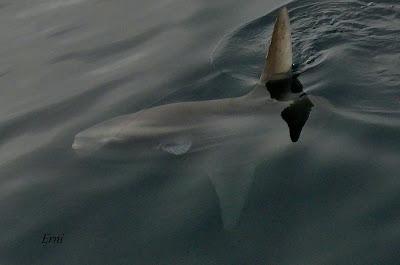 SALIDA PELÁGICA DESDE SANTURTZI (PARTE 2)