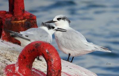 SALIDA PELÁGICA DESDE SANTURTZI (PARTE 2)
