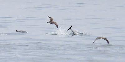SALIDA PELÁGICA DESDE SANTURTZI (PARTE 2)