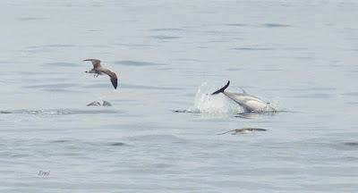 SALIDA PELÁGICA DESDE SANTURTZI (PARTE 2)