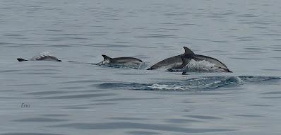 SALIDA PELÁGICA DESDE SANTURTZI (PARTE 2)