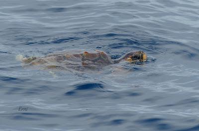SALIDA PELÁGICA DESDE SANTURTZI (PARTE 2)