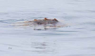 SALIDA PELÁGICA DESDE SANTURTZI (PARTE 2)