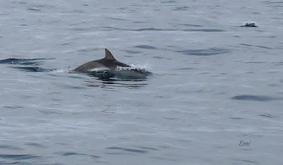 SALIDA PELÁGICA DESDE SANTURTZI (PARTE 2)