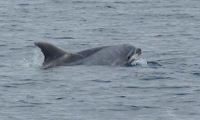 SALIDA PELÁGICA DESDE SANTURTZI (PARTE 2)