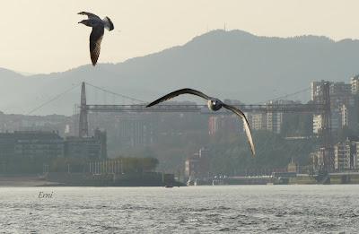 SALIDA PELÁGICA DESDE SANTURTZI (PARTE 2)