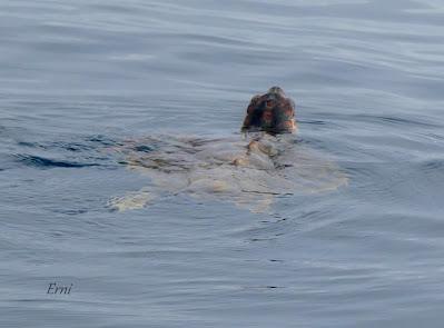 SALIDA PELÁGICA DESDE SANTURTZI (PARTE 2)