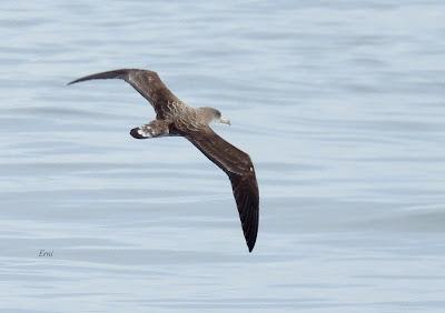 SALIDA PELÁGICA DESDE SANTURTZI (PARTE 2)