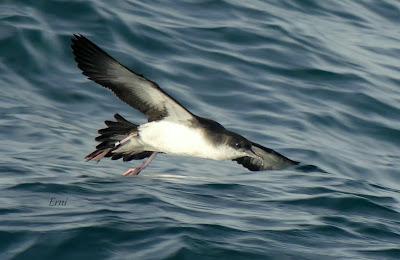 SALIDA PELÁGICA DESDE SANTURTZI (PARTE 2)