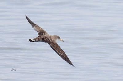 SALIDA PELÁGICA DESDE SANTURTZI (PARTE 2)