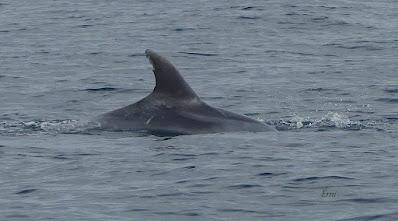SALIDA PELÁGICA DESDE SANTURTZI (PARTE 2)