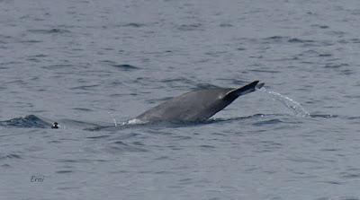 SALIDA PELÁGICA DESDE SANTURTZI (PARTE 2)