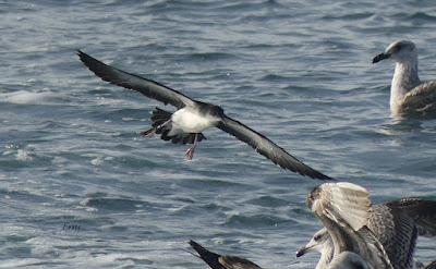 SALIDA PELÁGICA DESDE SANTURTZI (PARTE 2)