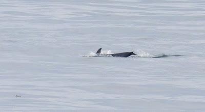 SALIDA PELÁGICA DESDE SANTURTZI (PARTE 2)