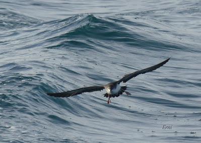 SALIDA PELÁGICA DESDE SANTURTZI (PARTE 2)
