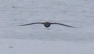 SALIDA PELÁGICA DESDE SANTURTZI (PARTE 2)