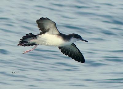 SALIDA PELÁGICA DESDE SANTURTZI (PARTE 2)