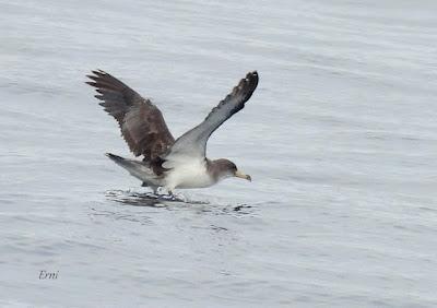 SALIDA PELÁGICA DESDE SANTURTZI (PARTE 2)