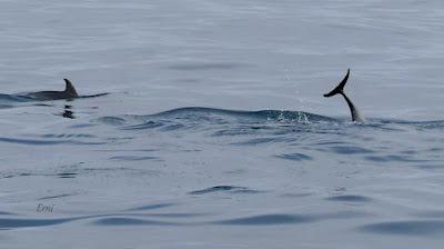 SALIDA PELÁGICA DESDE SANTURTZI (PARTE 2)