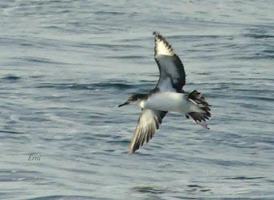 SALIDA PELÁGICA DESDE SANTURTZI (PARTE 2)