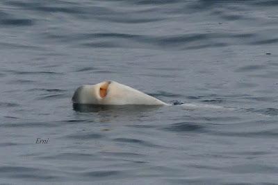 SALIDA PELÁGICA DESDE SANTURTZI (PARTE 2)